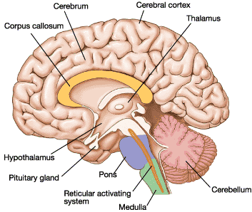 hormones released from adrenal cortex