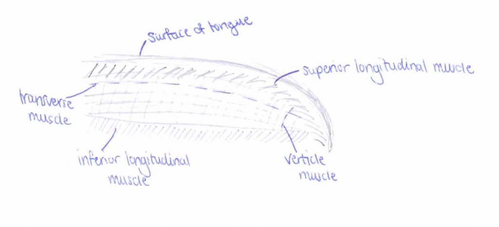 The Muscular Tongue | Sarah's Vet Blog diagram of tongue muscles 