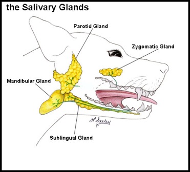 Dog salivary glands | Sarah's Vet Blog lymph node locations diagram 